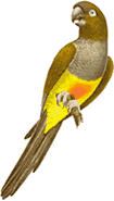 Burrowing Parrot (Loro barranquero) - click for larger image
