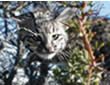 Geoffroy's Cat kitten - click for larger image