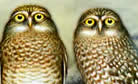 Burrowing Owls