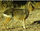 Mara, or Patagonian Hare