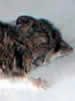 Dwarf Mouse Opossum - Thylamys pusilla
