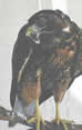 Read-Backed Hawk