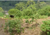 Slash-and-burn