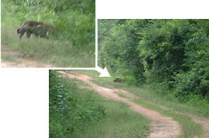 Jaguar in the wild