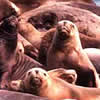 Sea lion colony
