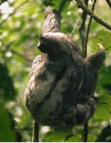 Sloth