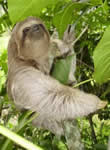 Sloth