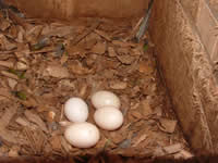 Three eggs laid by an El Oro Parakeet