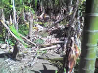 Tree damage