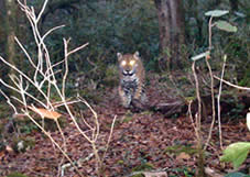 Jaguar in Sierra Gorda