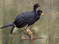 A pair of Curassows