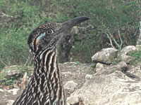 Road Runner