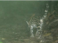 Ocelot