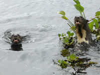 Giant Otters