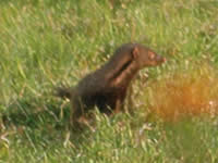 Stripe-necked Mongoose