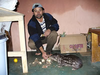 Agouti helping itself to food