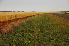 Fields