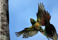 Two Golden Plumed Parakeets in flight. Click to see a larger version.