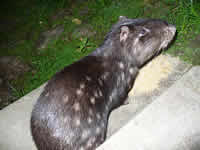 Mountain Agouti