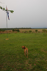 Rafaela the dog
