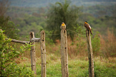 Field Flickers (Colaptes campestris)