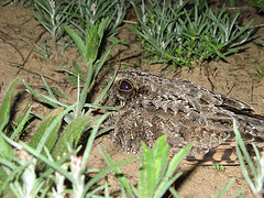 Sickle-winged Nightjar (Eleothieptus anomalus)