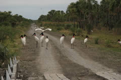 Jabirus (Jabiru mycteria) on the track