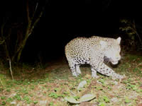 Jaguar click to see a larger version