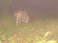 Jaguar click to see a larger version