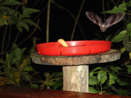 Hummingbird Feeders Attract Nightly Visitors World Land Trust