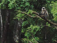 Common Langur
