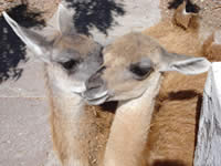Guanacos at Ranch of Hopes Wildlife Refuge