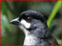 Jocotoco Antpitta