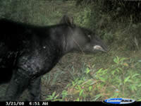 Mountain Tapir