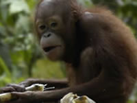 Orang-utan