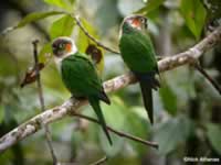 White-breasted Parakeet