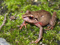 Frog