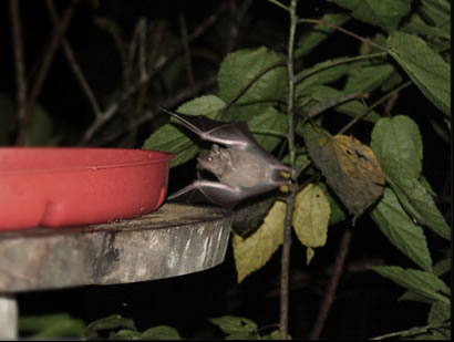 bat at webcam feeder