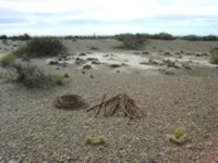 Coastal Steppe at Ranch of Hopes