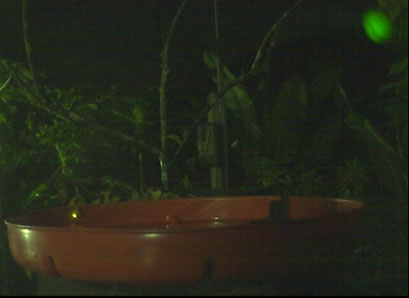 firefly at webcam feeder