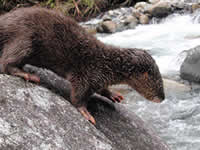 River Otter