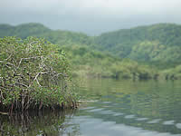 Guatemalan wetlands