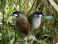 Two Jocotoco Antpittas (Grallaria ridgely)