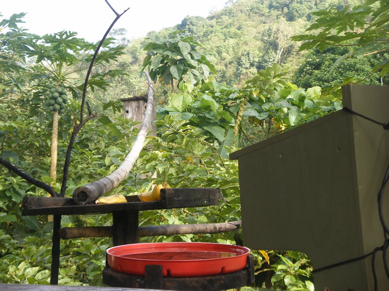 Webcam In The Forest Now With Sound World Land Trust