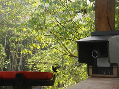 Hummingbird webcam