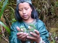 Mery Juina with Golden-plumed Parakeet chicks