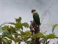 White-breasted Parakeet