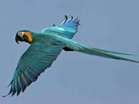 Blue-throated Macaw, Bolivia.