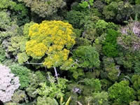 Peruvian forest