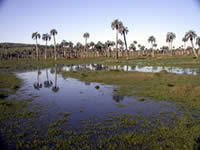 Palm forest